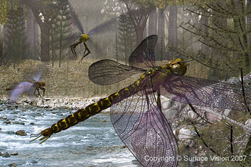 Meganeura Image