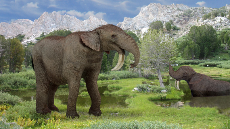 deinotherium image